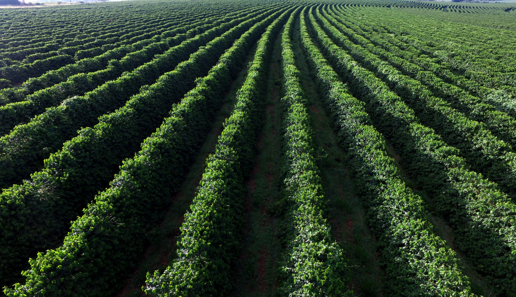 Cafezal Vista aérea de uma lavoura de café com longas fileiras verdes alinhadas, mostrando a dimensão e organização do cafezal em uma produção agrícola brasileira.