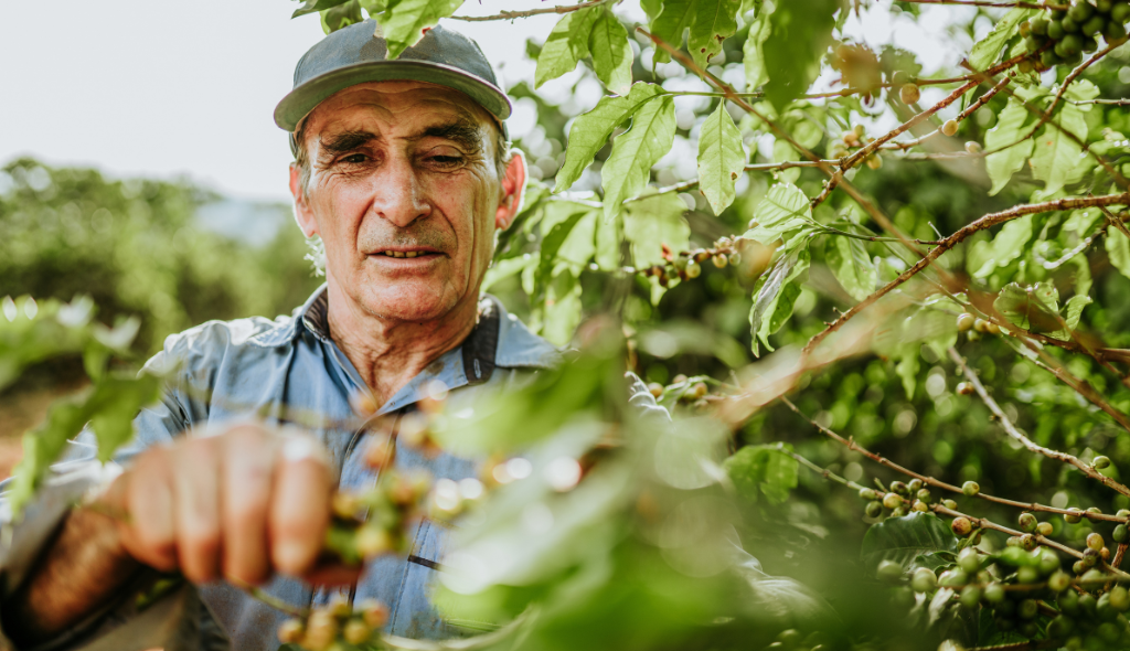 Cafeicultor de pequeno porte Produtor rural colhendo café em um cafezal, cercado por galhos e folhas verdes, com foco no trabalho manual no campo e clima natural da lavoura brasileira.