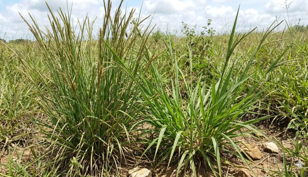 Capim-Capeta e Capim-Navalha: As plantas invasoras que estão reduzindo a lotação das pastagens no brasil