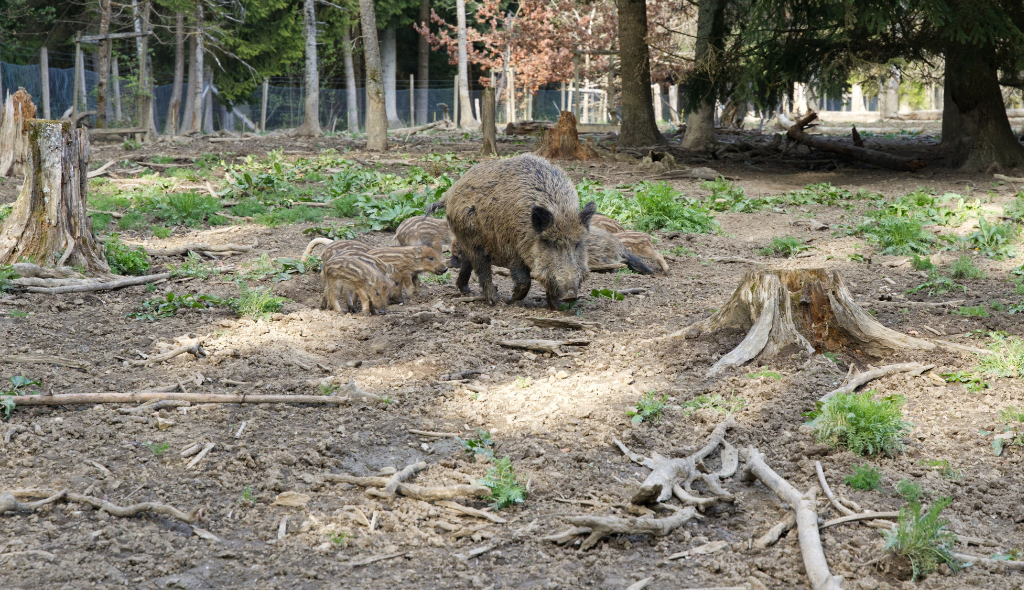 A praga do javali Javali adulto caminhando por uma área de mata acompanhado por vários filhotes listrados. Os animais exploram o solo entre árvores, troncos e tocos de madeira, em um ambiente de floresta com vegetação esparsa e luz natural durante o dia.