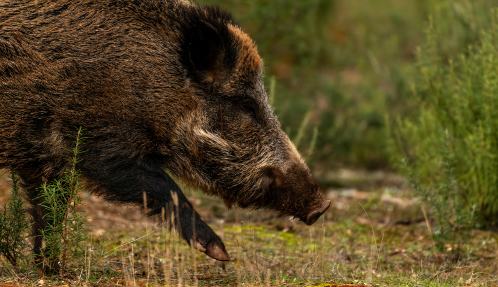 Javali Javali em perfil caminhando por uma área de vegetação rasteira, com o focinho próximo ao solo enquanto procura alimento. O animal tem pelagem marrom e preta, cerdas espessas e presas discretamente aparentes. O fundo desfocado destaca o javali em primeiro plano, em seu habitat natural.