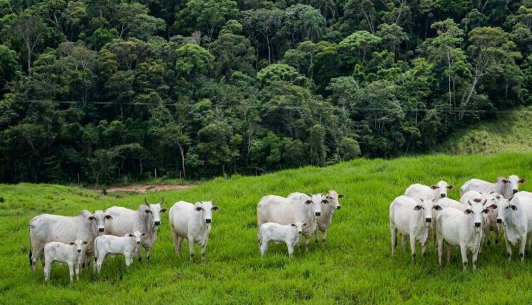 A genética é o ponto de partida para uma pecuária mais rentável