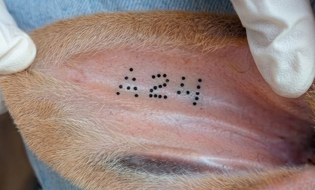 Orelha de bovino com identificação por tatuagem